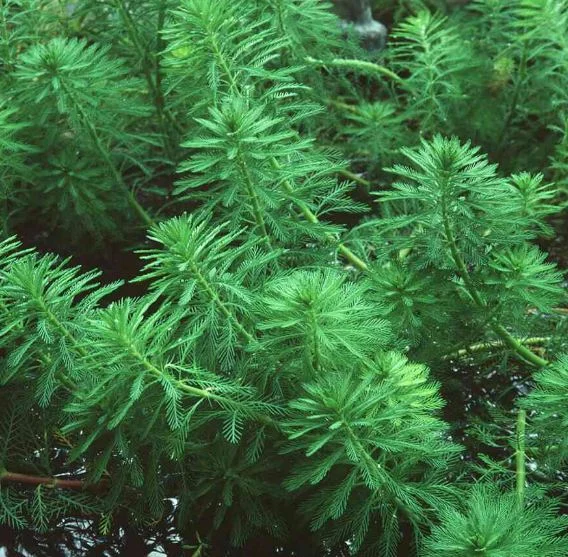 Myriophyllum proserpinacoides