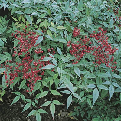 Nandina domestica