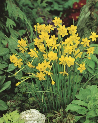 Narcissus jonquilla