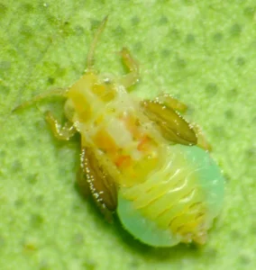Nymphe Psylle