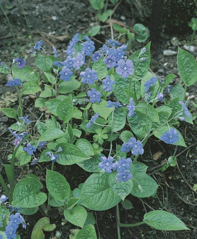 Omphalodes verna