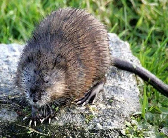 Ondatra zibethicus