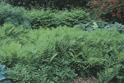 Onoclea sensibilis