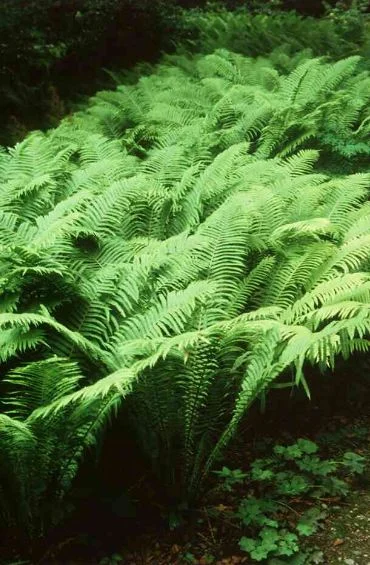 Onoclea struthiopteris