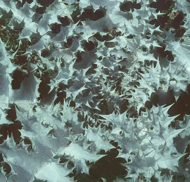 Onopordum acanthium