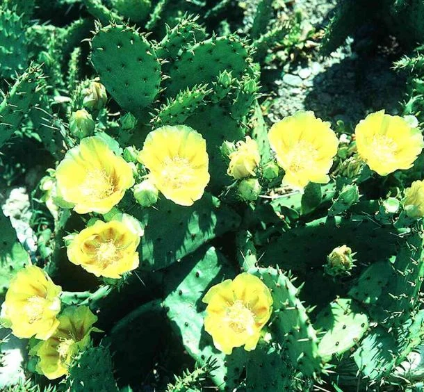 Opuntia compressa