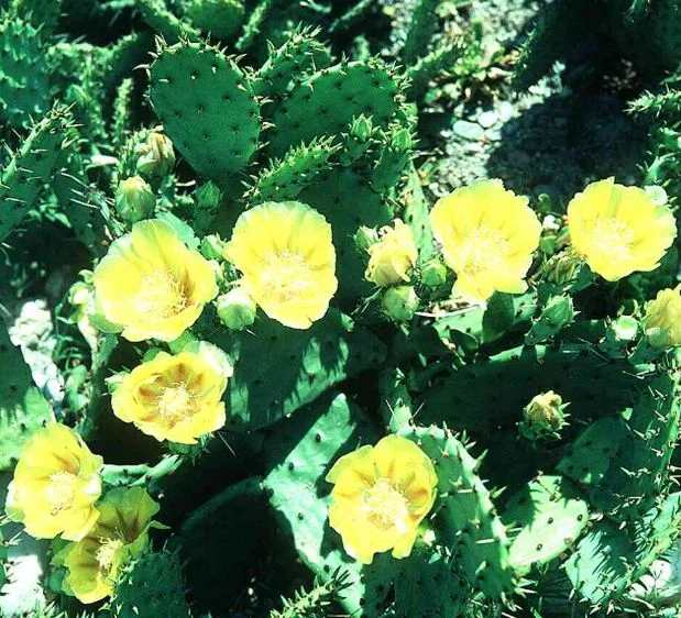 Opuntia vulgaris