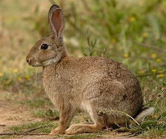 Oryctolagus cuniculus