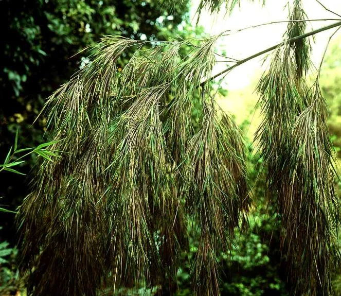 Otatea acuminata subsp  aztecorum