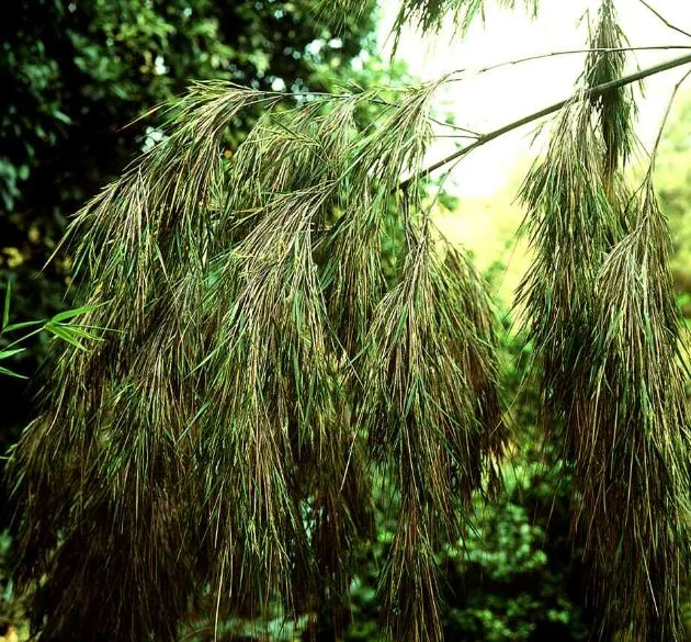 Otatea acuminata