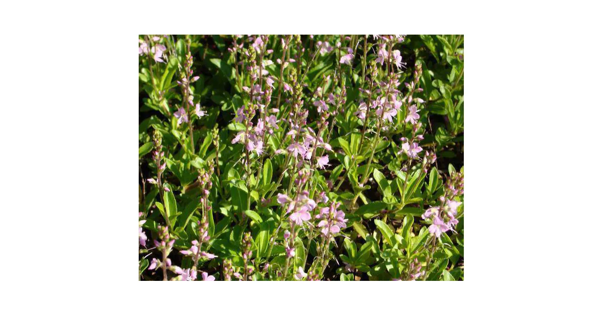 Parahebe formosa Kenty pink