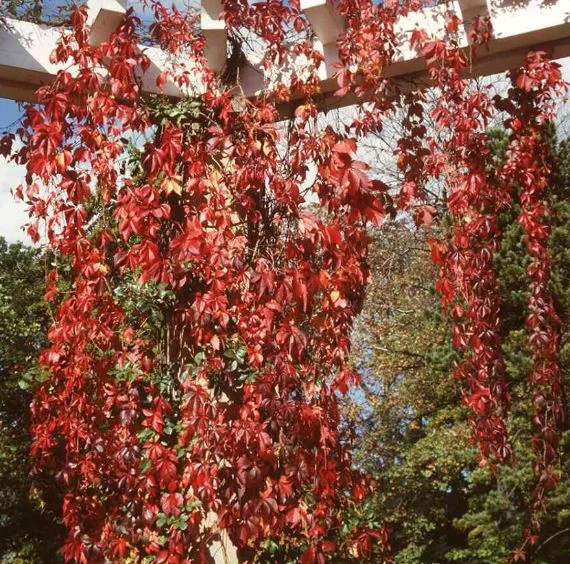 Parthenocissus quinquefolia