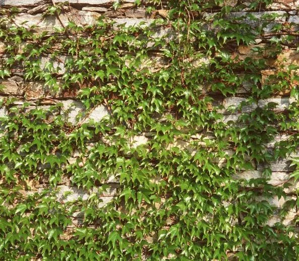 Parthenocissus tricuspidata