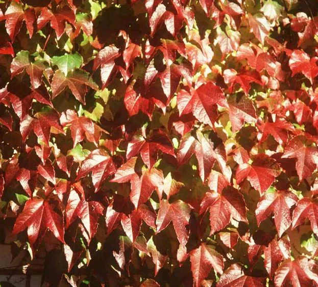 Parthenocissus veitchii