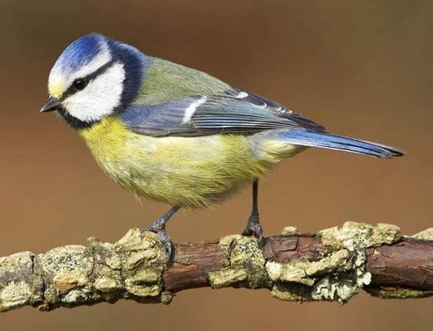 Parus caeruleus