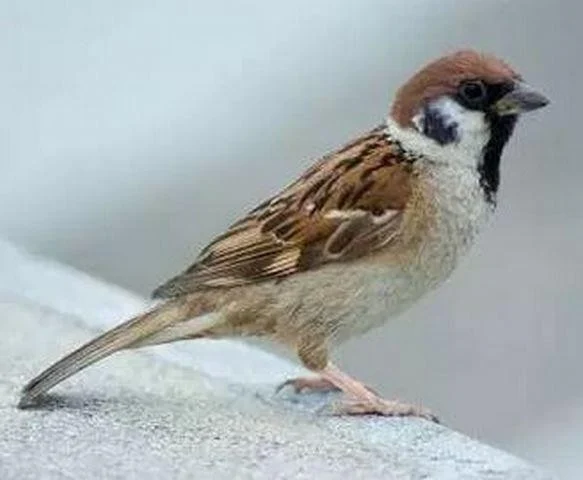Passer domesticus