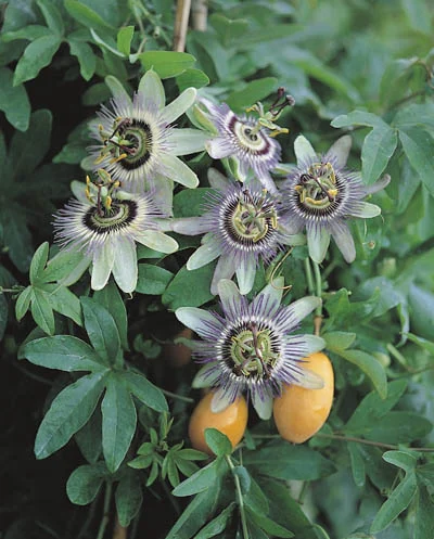 Passiflora caerulea