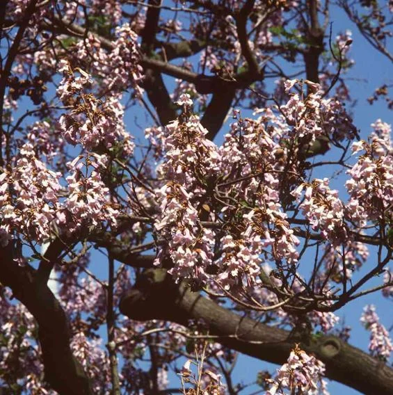 Paulownia imperialis