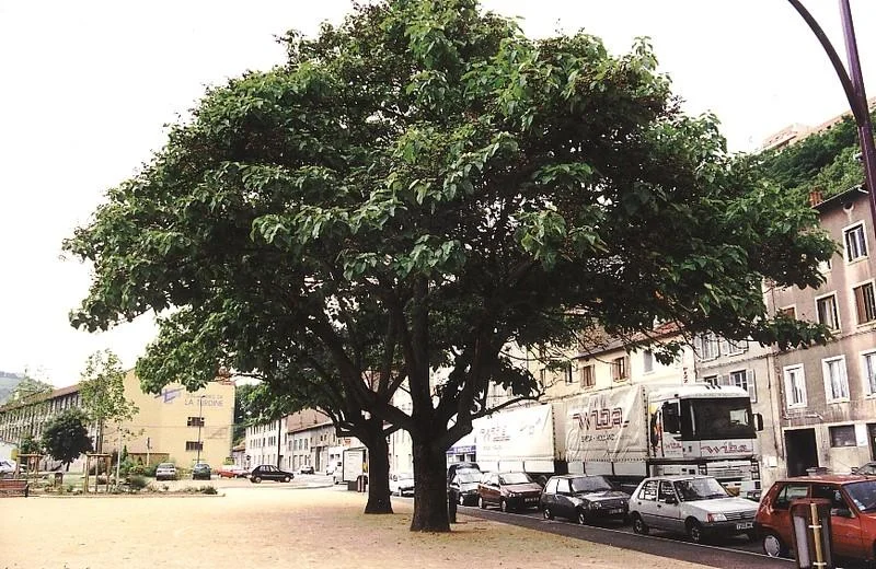 Paulownia tomentosa