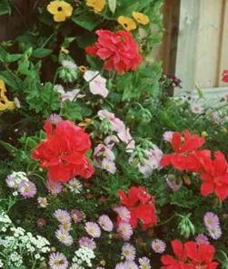 Pelargonium zonale