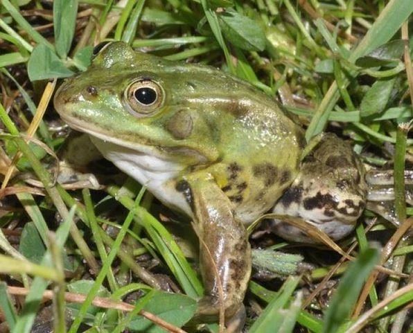 Pelophylax kl. esculentus