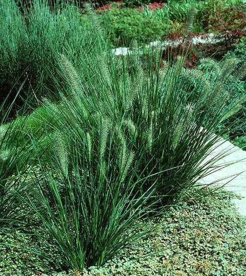 Pennisetum compressum