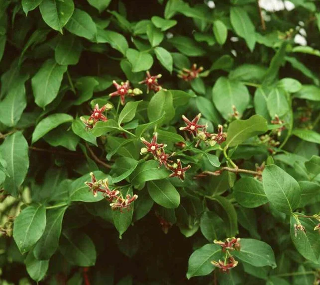 Periploca graeca