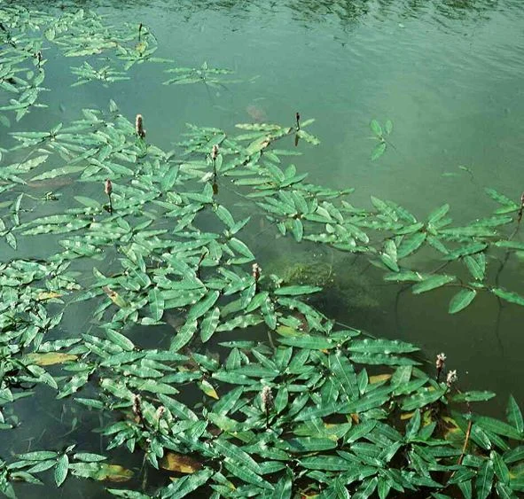 Persicaria amphibia