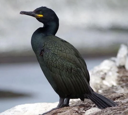 Phalacrocorax aristotelis
