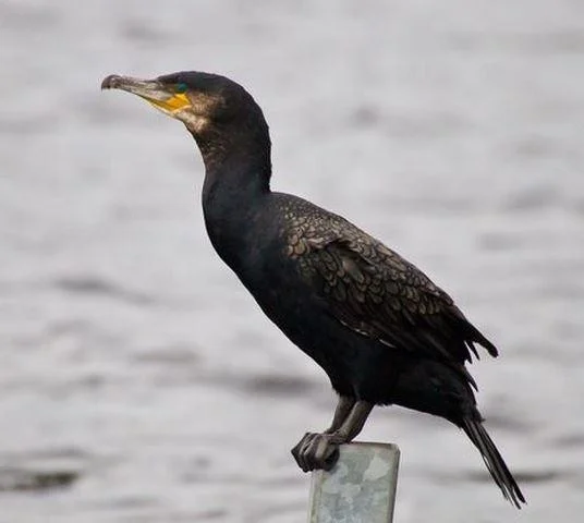Phalacrocorax carbo