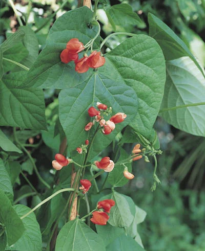 Phaseolus Coccineus