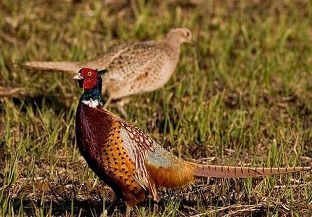 Phasianus colchicus