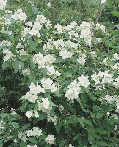 Philadelphus coronarius