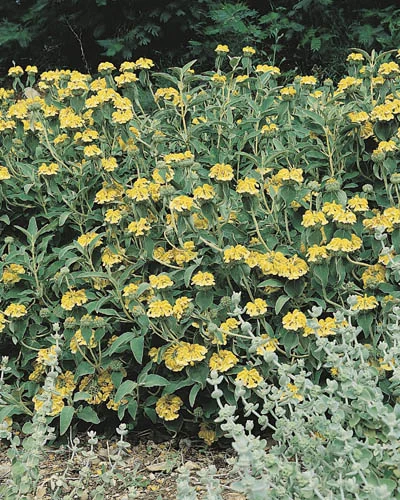 Phlomis fruticosa