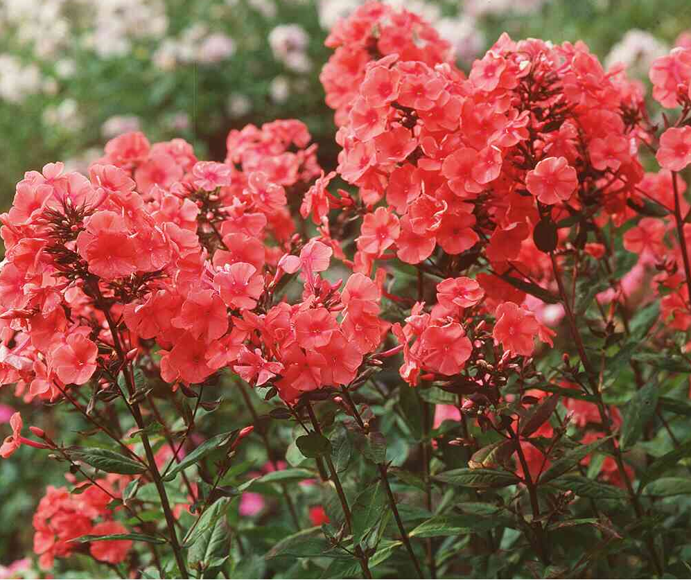 phlox-paniculata