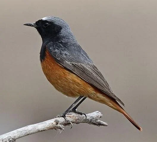 Phoenicurus ochruros
