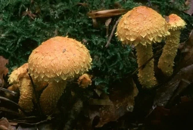Pholiota flammans