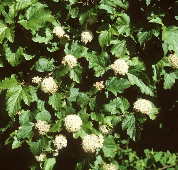 Physocarpus opulifolius