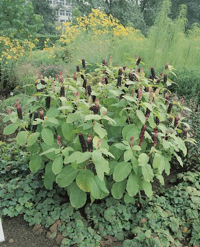Phytolacca americana