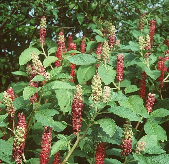 Phytolacca decandra