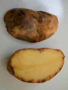 Phytophthora Infestans