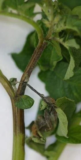Phytophthora Infestans