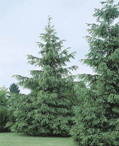 Picea abies