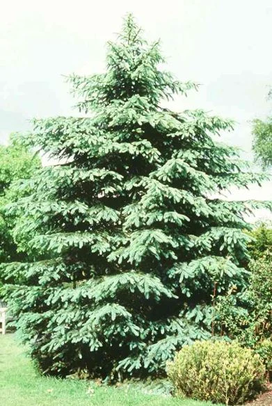 Picea pungens