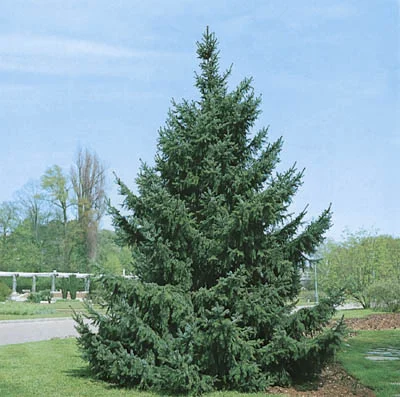 Picea sitchensis