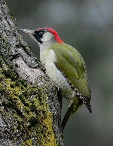 Picus viridis