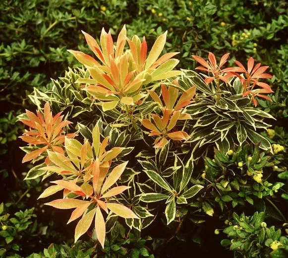 Pieris Flaming Silver