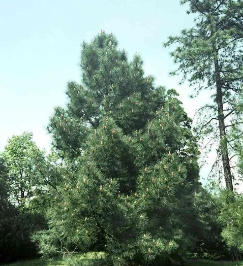 Pinus coulteri