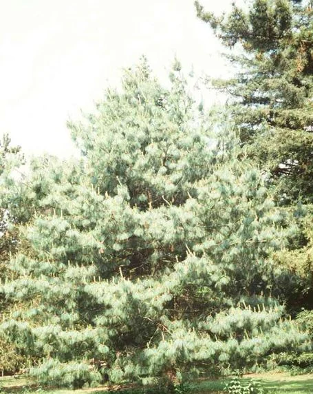 Pinus griffithii