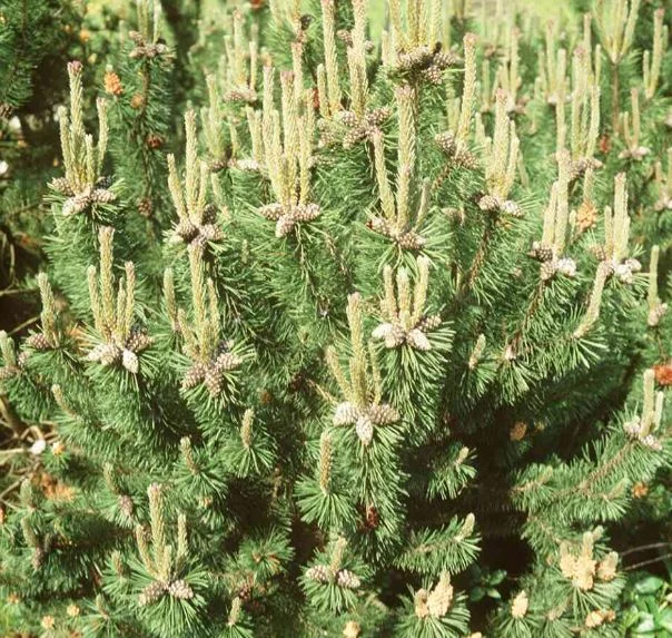 Pinus montana